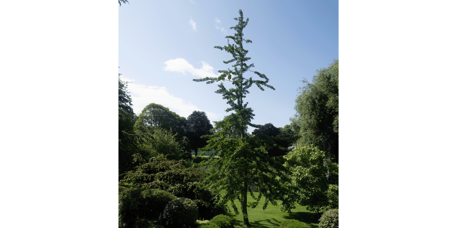 Ginko Tree Bishops Palace Gardens