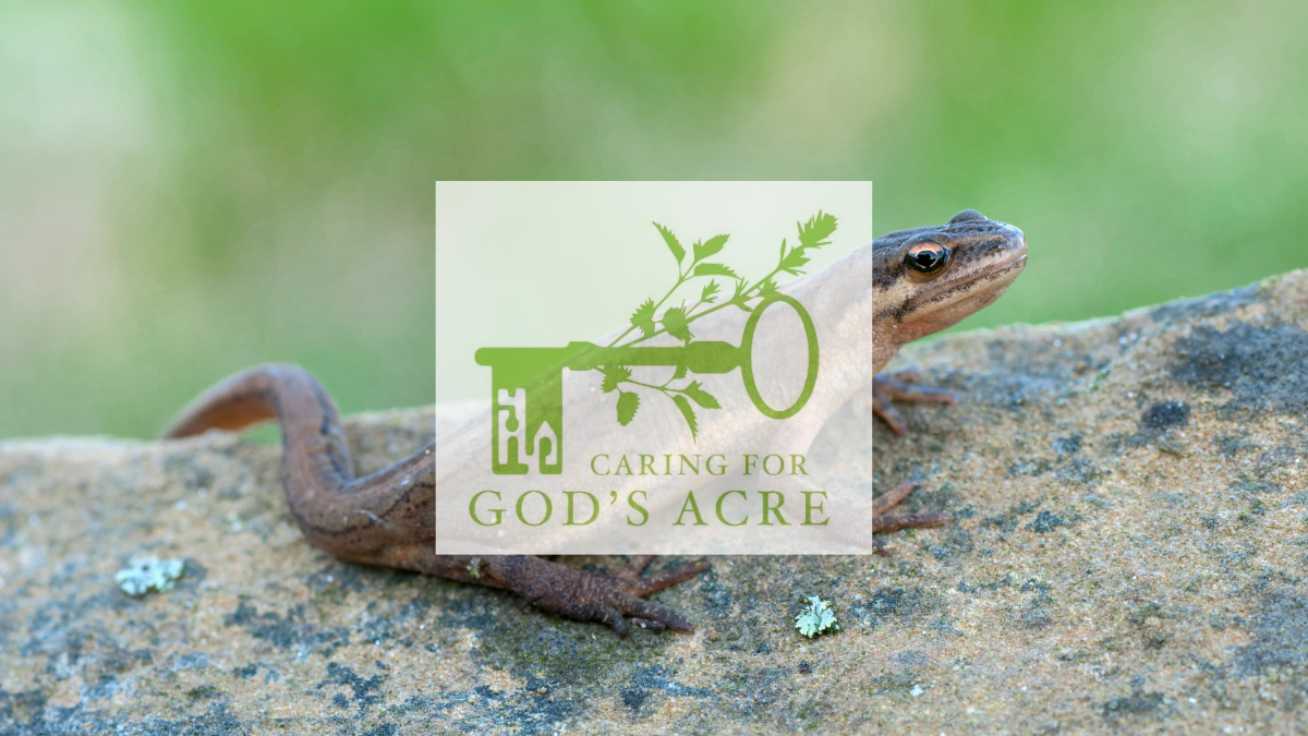 A Newt one stone