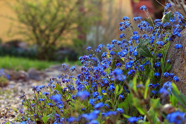 Image of a forget me not flowers