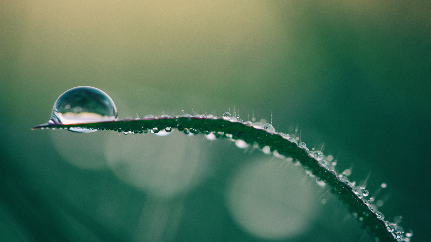 Image of a droplet of water on a blade of grass, background blurred.