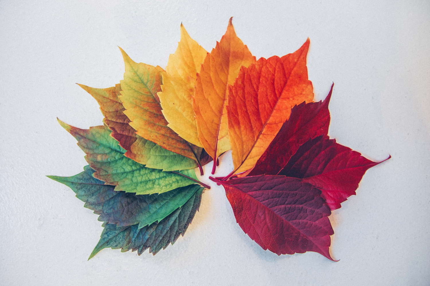 Image of a group of leaves in various colours