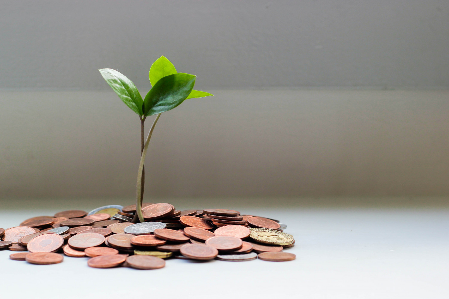Image of a plant growing out of a stack of coins