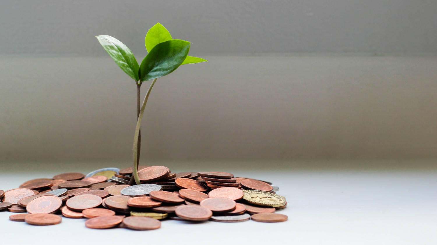 Image of a plant growing out of a pile of coins