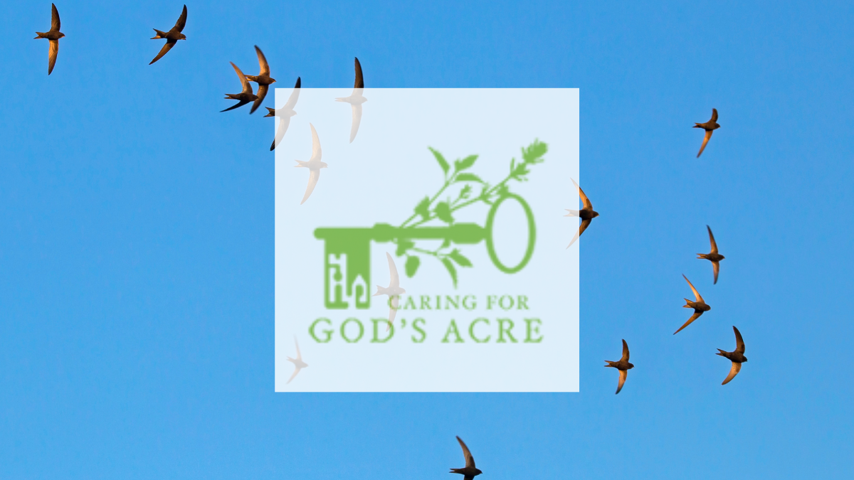 Caring for God's Acre, Swifts