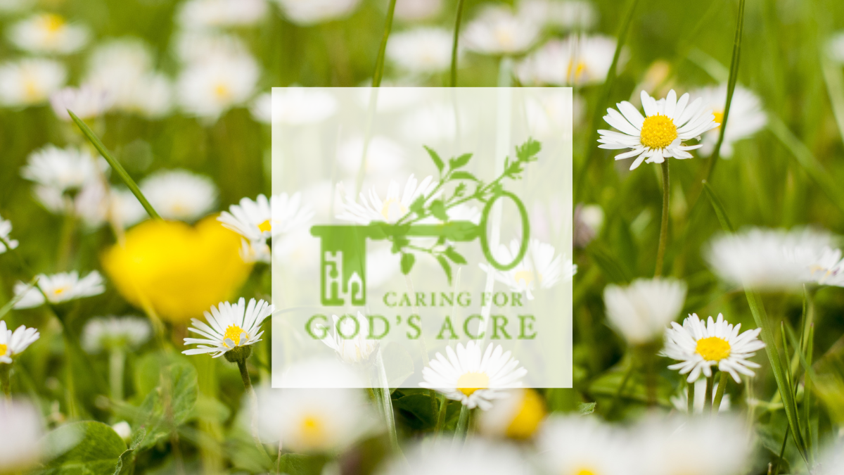 Caring for God's Acre, Daisies and buttercups