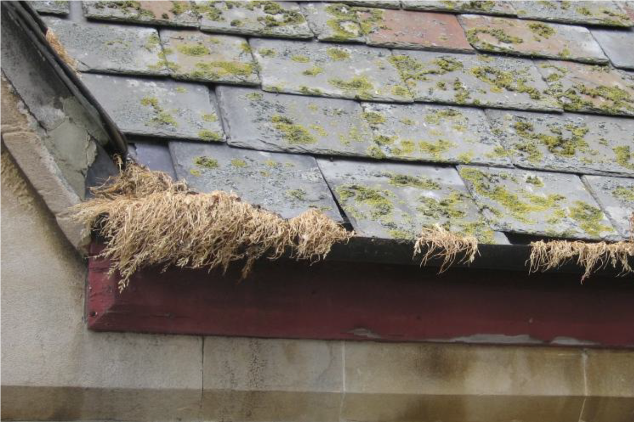 Roof gutter with weeds growing in it