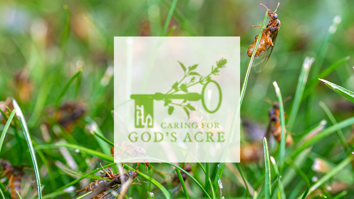 Caring for God's Acre, Yellow Meadow Ants in grass