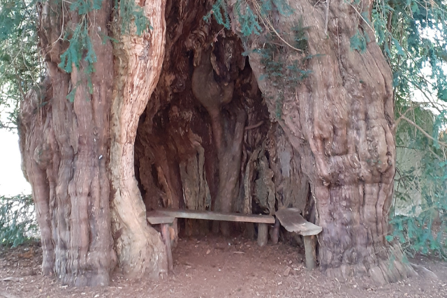 Open Ancient Yew in Much Marcle included in the 70 Ancient Trees - The Queen's Green Canopy